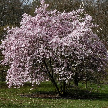 Leonard Messel Magnolia_newsite